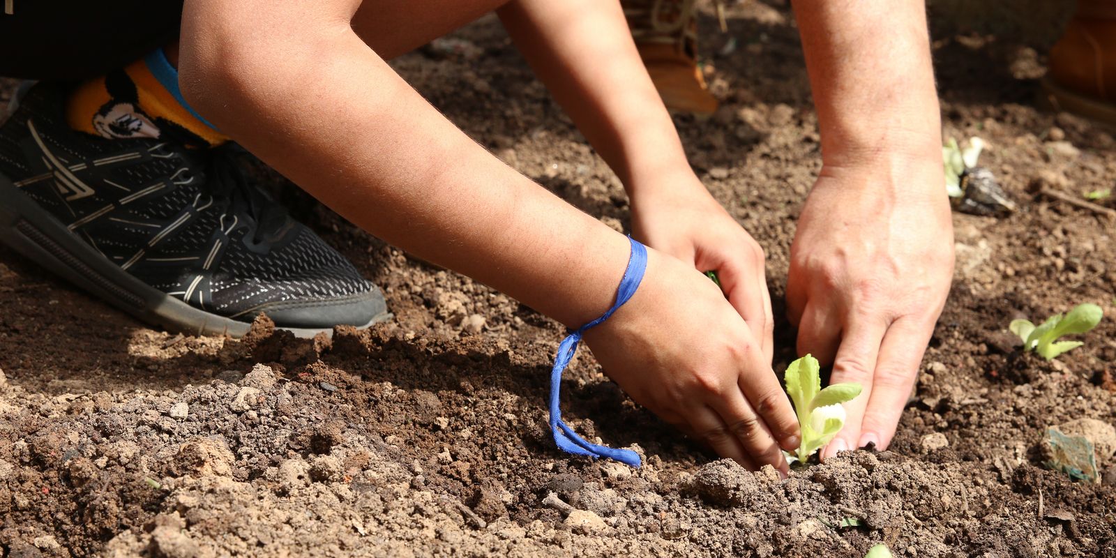 Entidades cobram propostas para a agroecologia nas eleições em SP