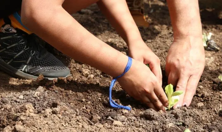 Entidades cobram propostas para a agroecologia nas eleições em SP