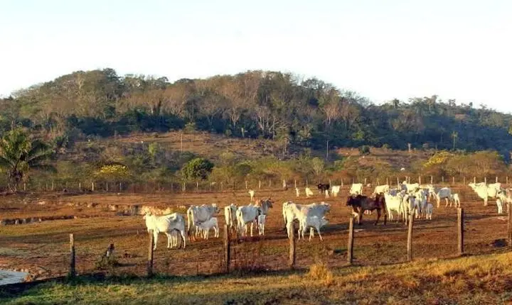 STF valida legislação que restringe aquisição de terras por empresas estrangeiras